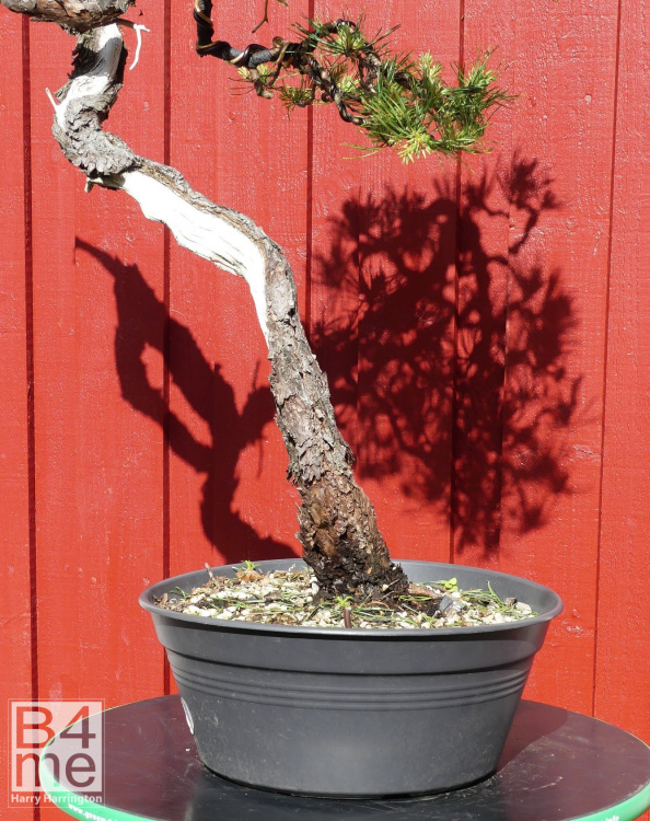 Scots Pine bonsai